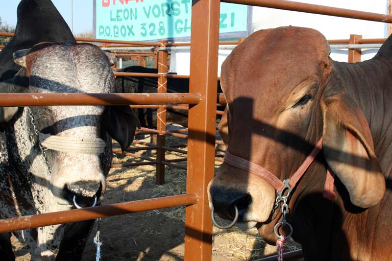 cattle