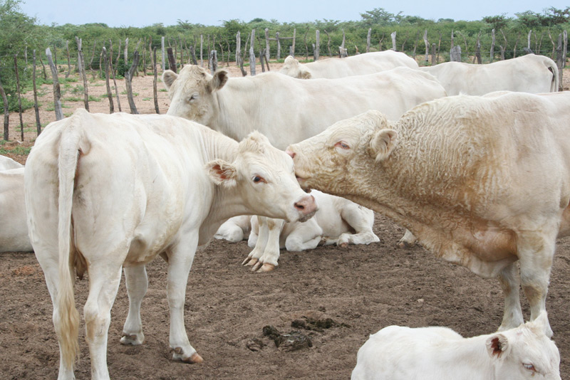 maun-abattoir
