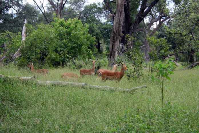 maun-wildlife