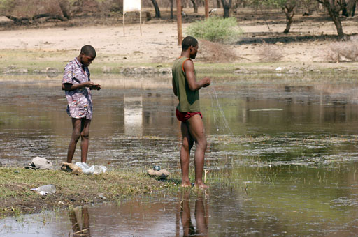 maun