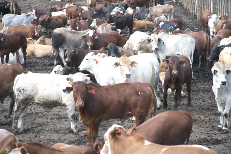 okavangofarmers
