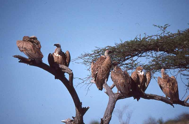 vulturepopulation