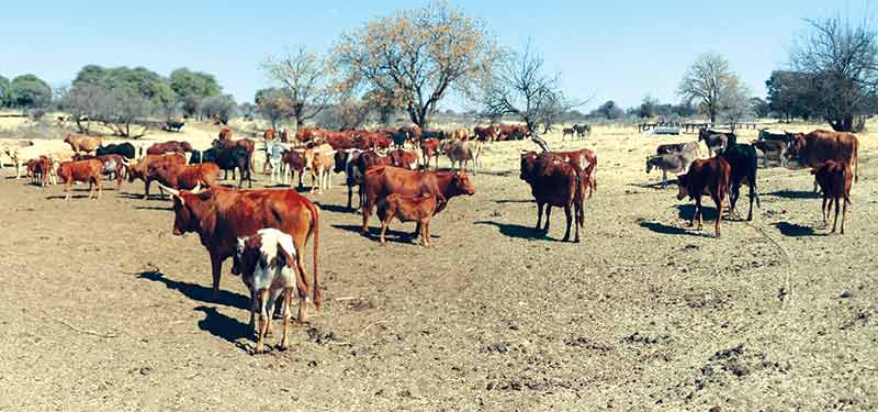 Will-Botswana