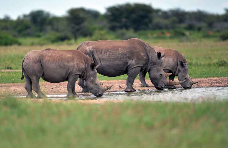 Rhinos