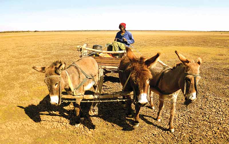 Donkeys--export-ban