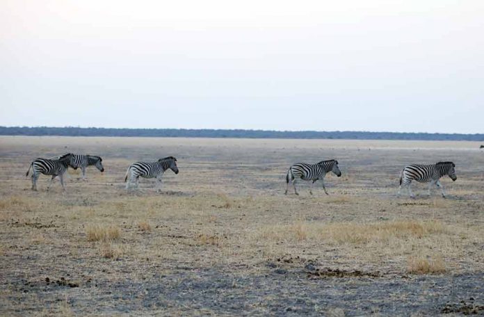 Botswana stance