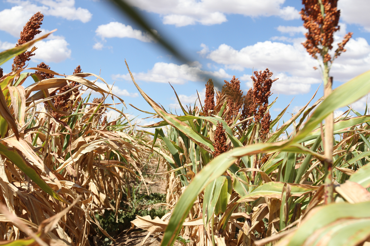 The Farmers' troubles… | Sunday Standard - Vimarsana News