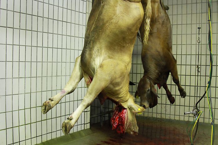 meat carcass