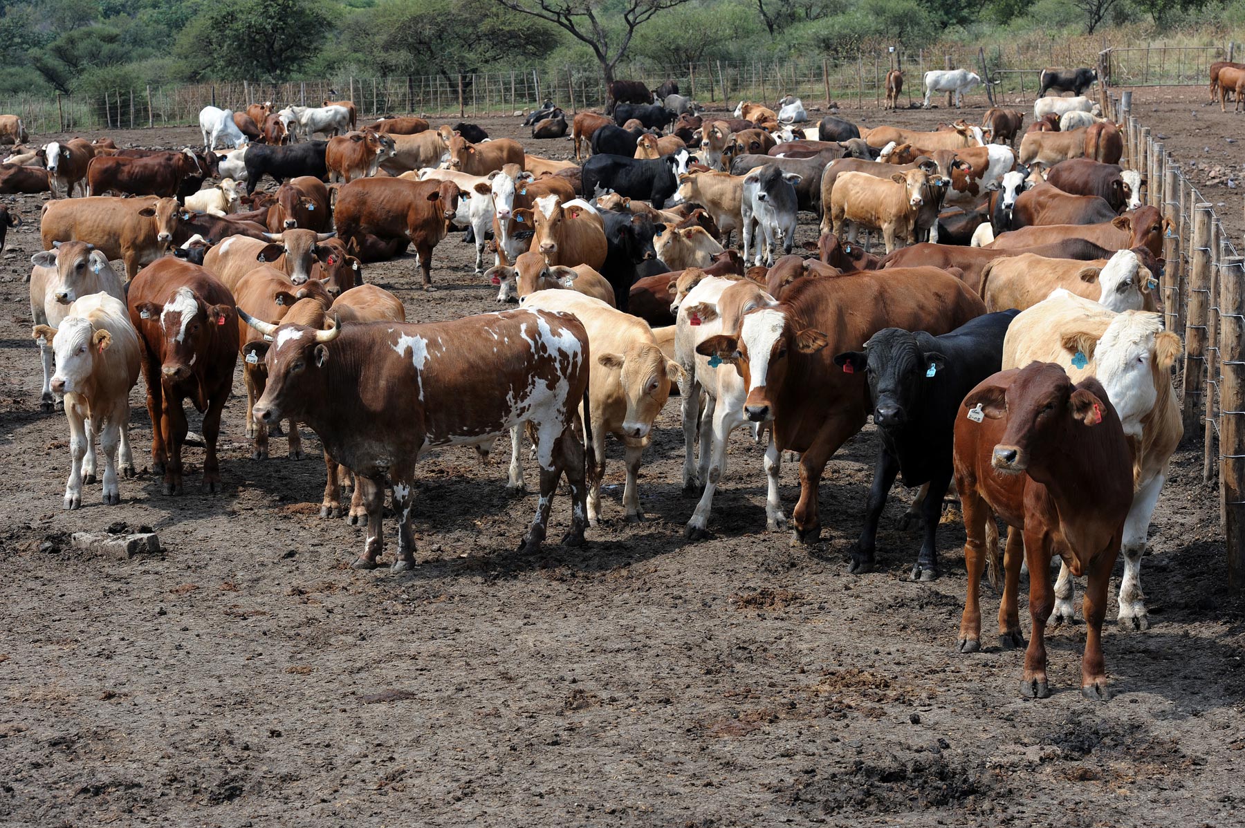 Livestock ear tag shortage casts shadow over BMC exports - Vimarsana News