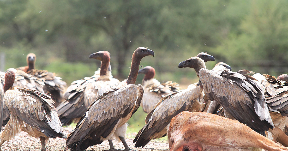 Botswanas vulture