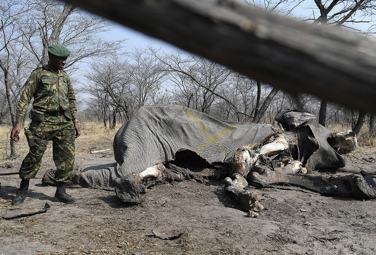 ELEPHANT CARCASSES