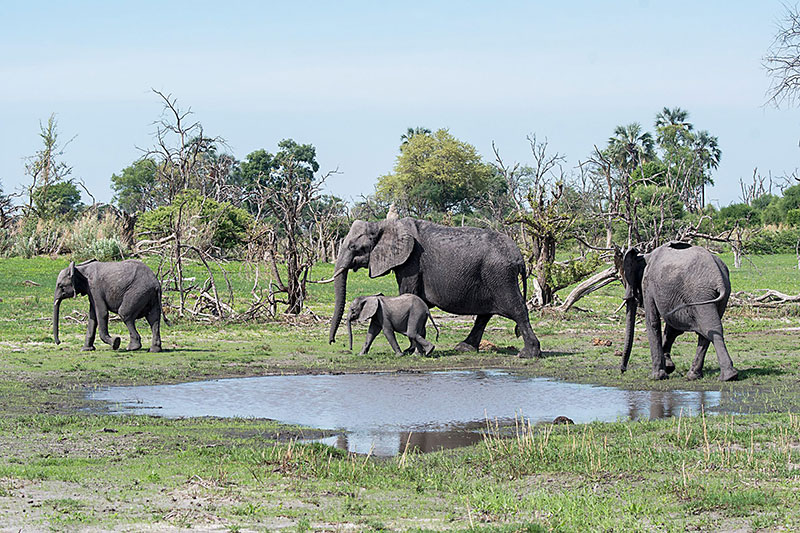 elephants 1