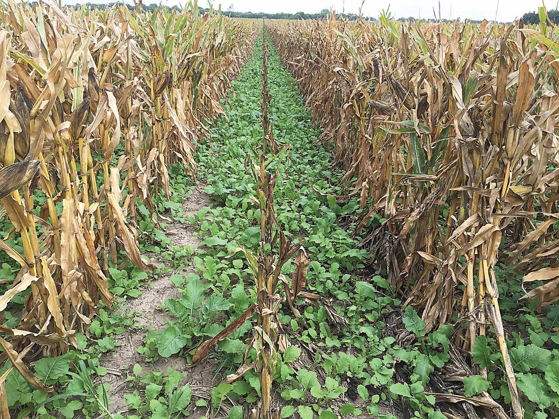 cover crop in corn sm
