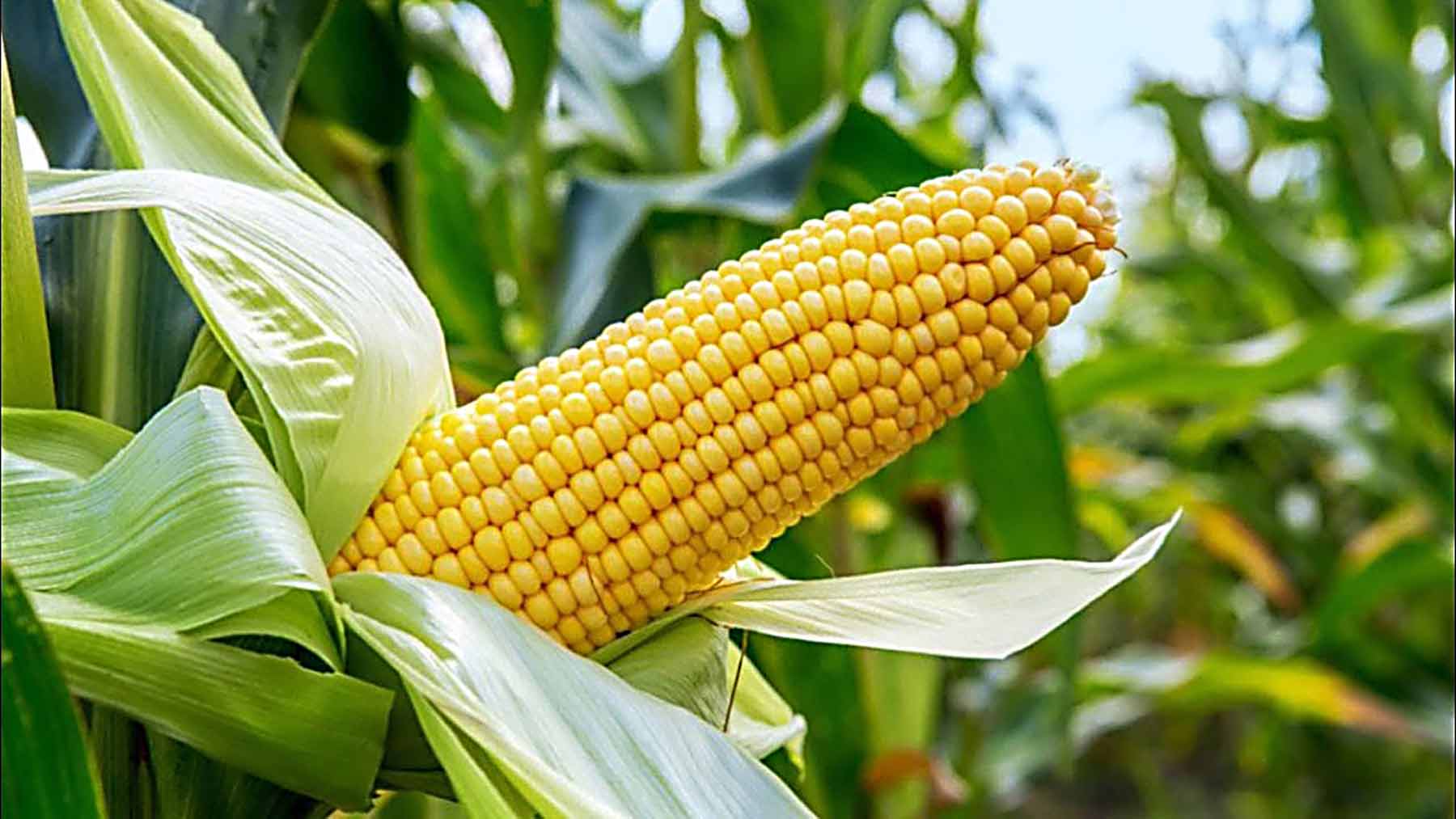maize