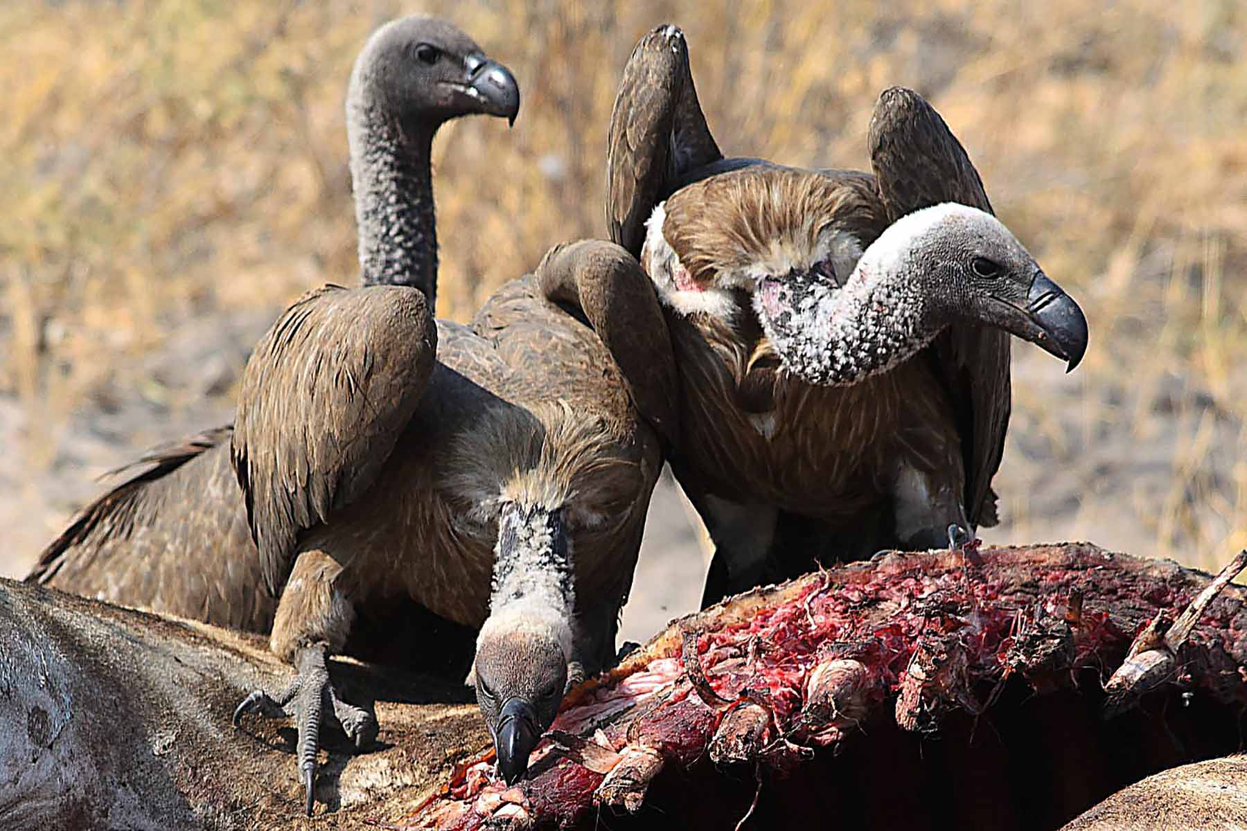 vultures