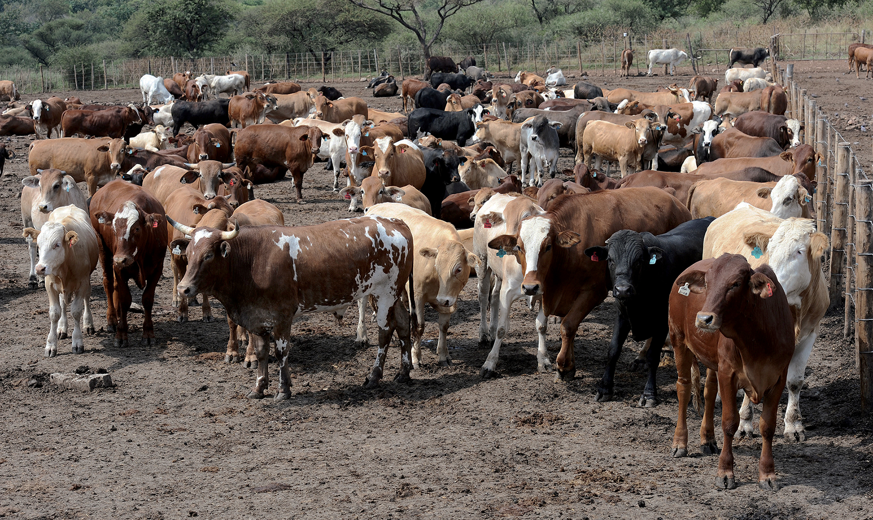 CATTLE POPULATION