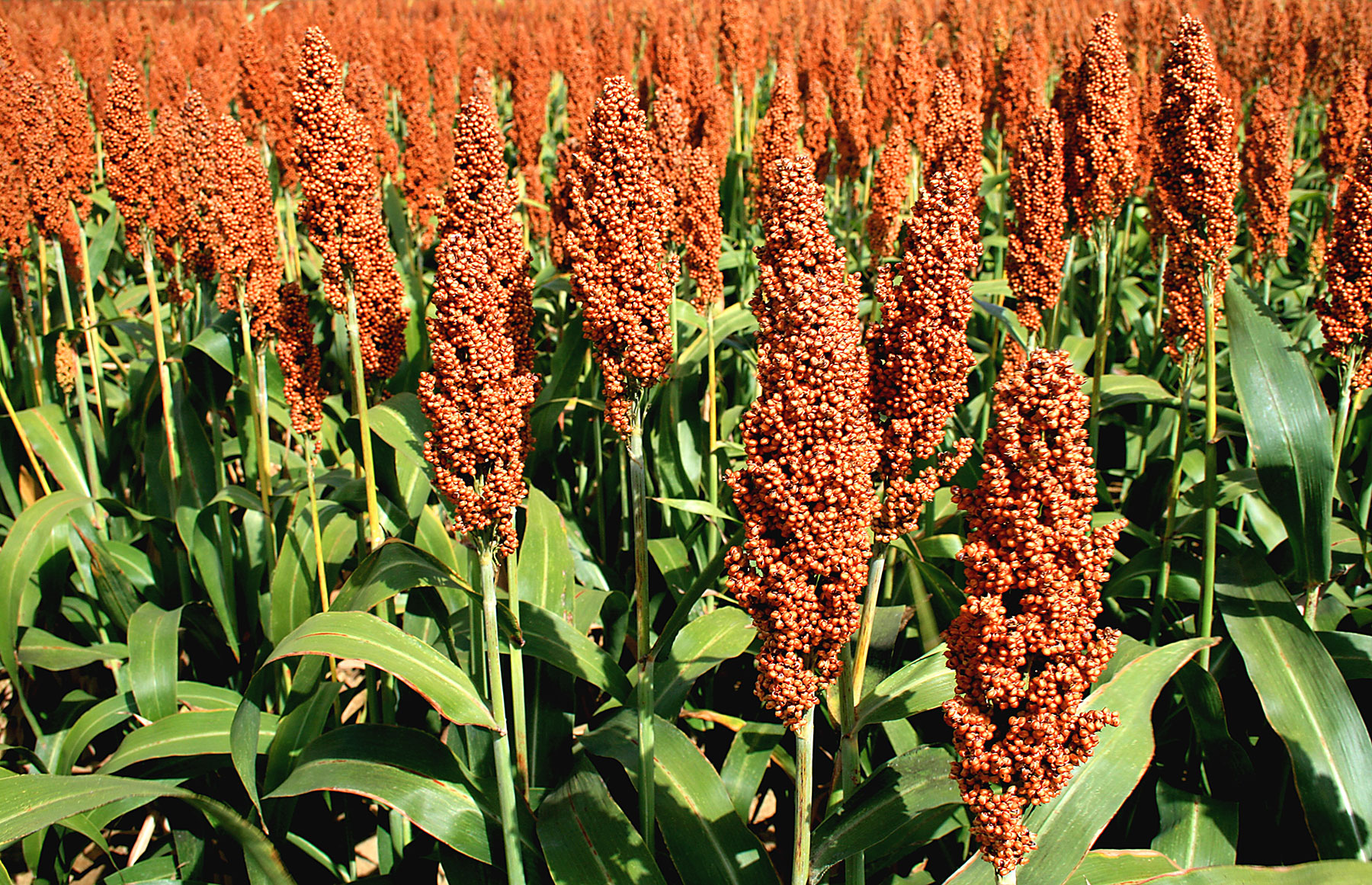 Sorghum