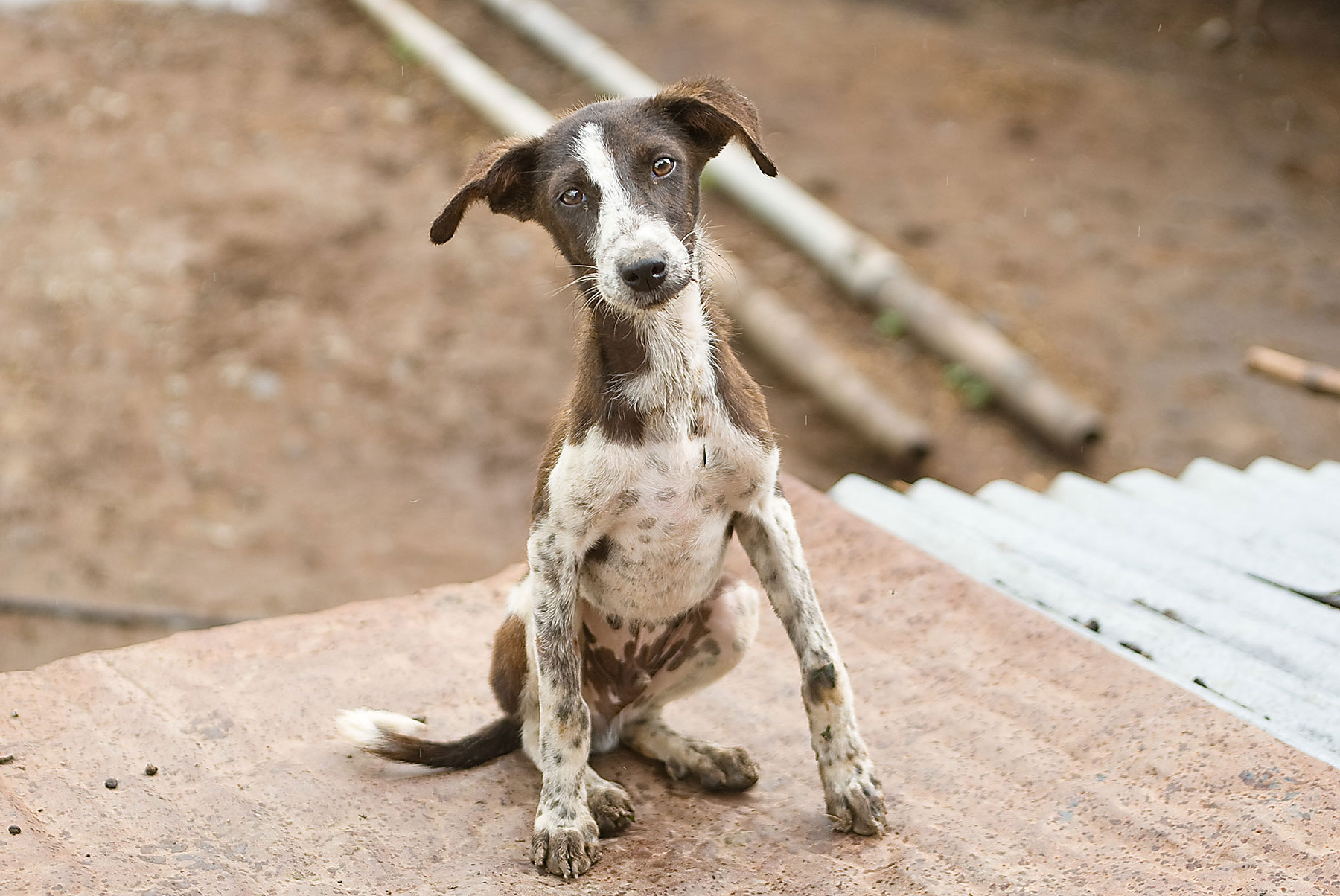 DOG TO PAY TAX