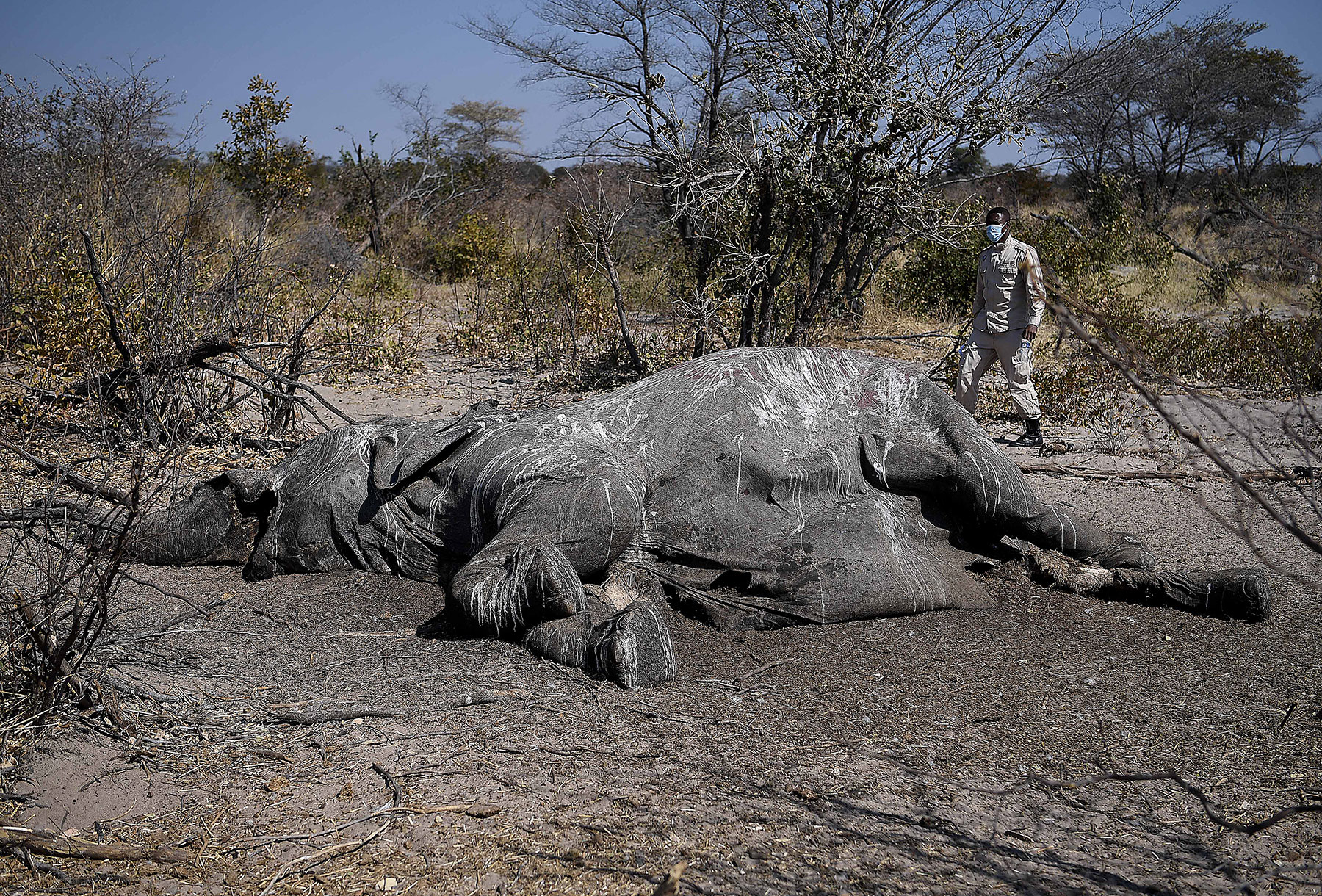 MYSTERIOUS ELEPHANT DEATHS