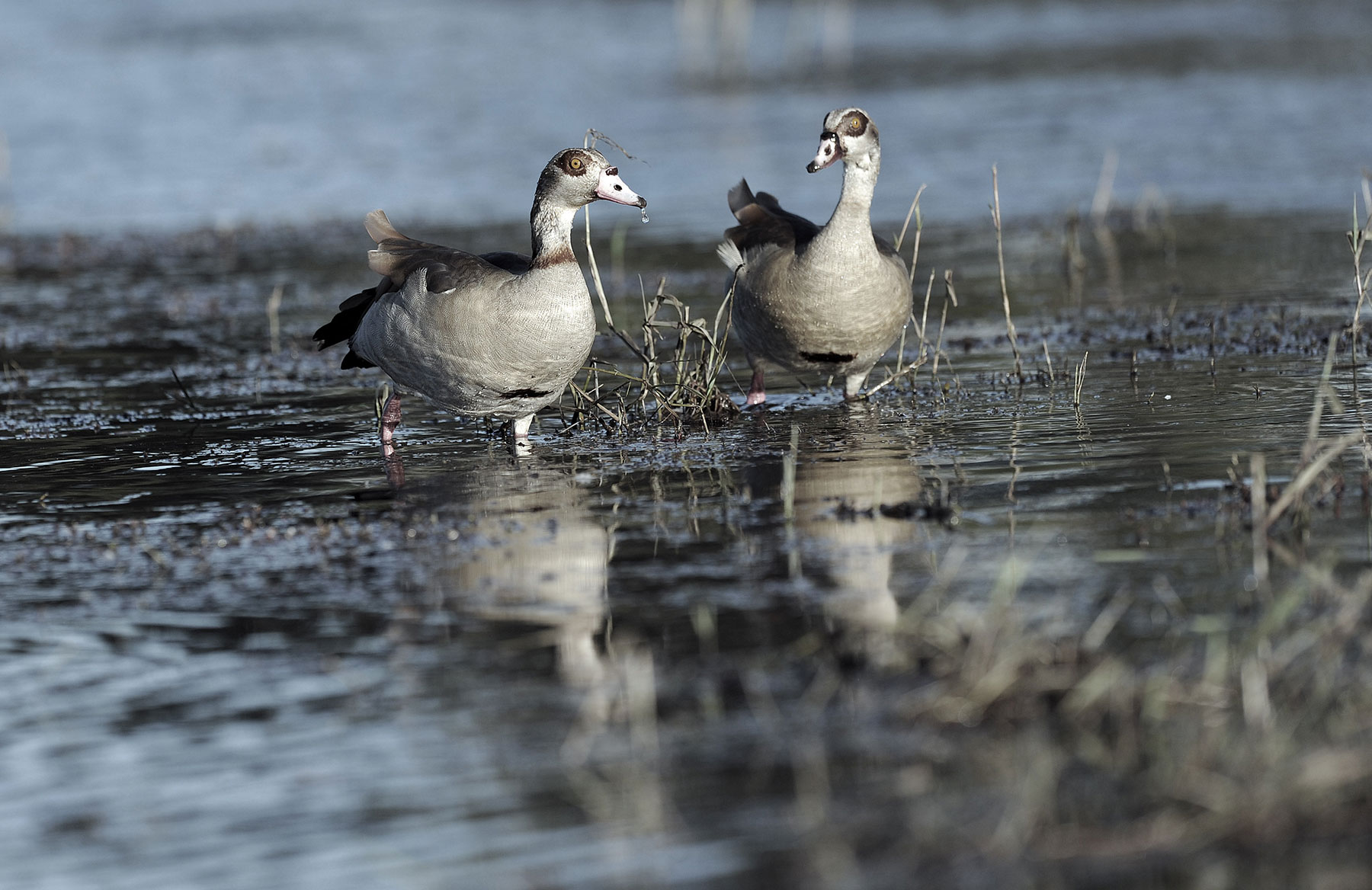 BirdLife tackels