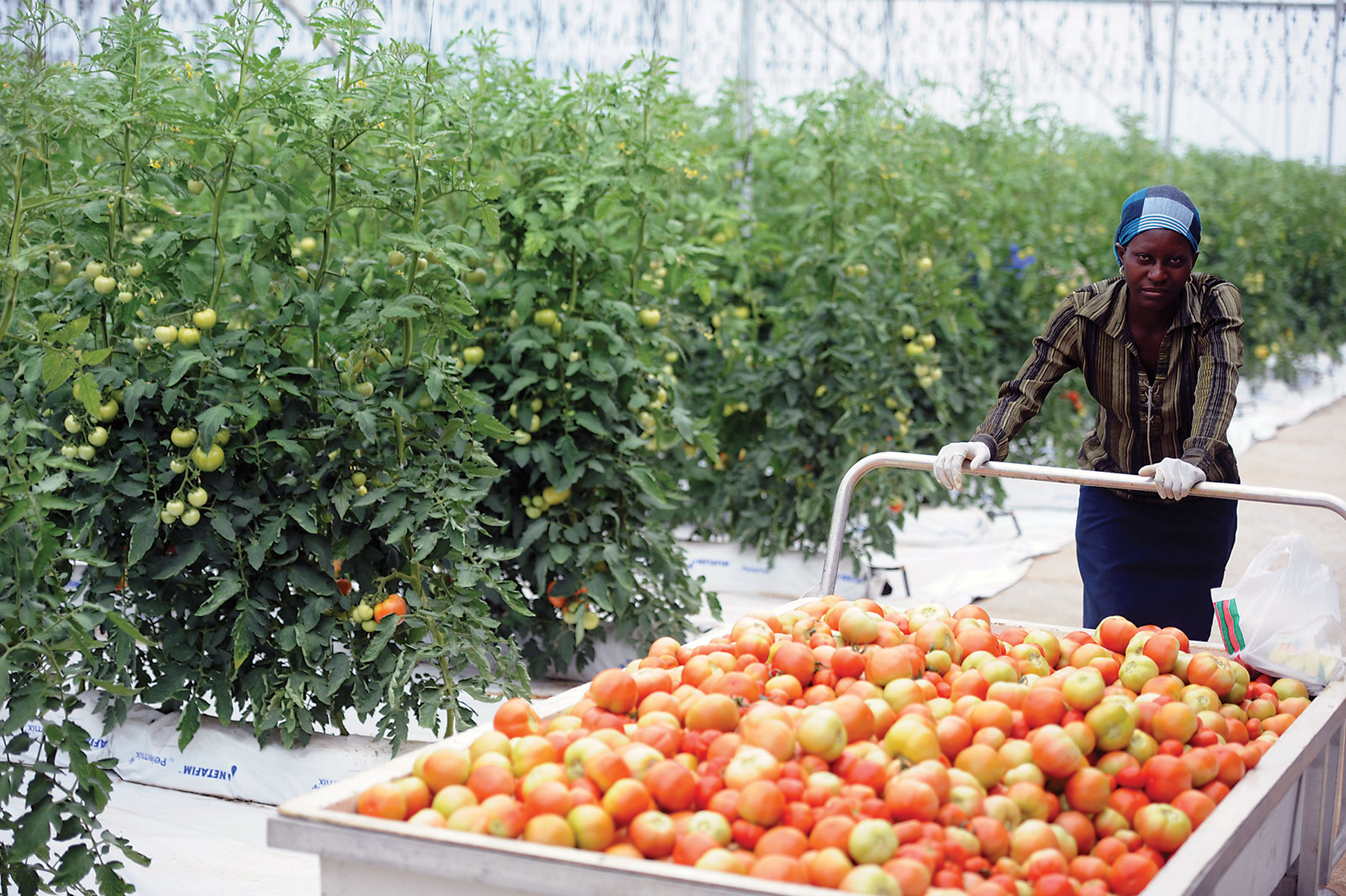 Tomato harvesting