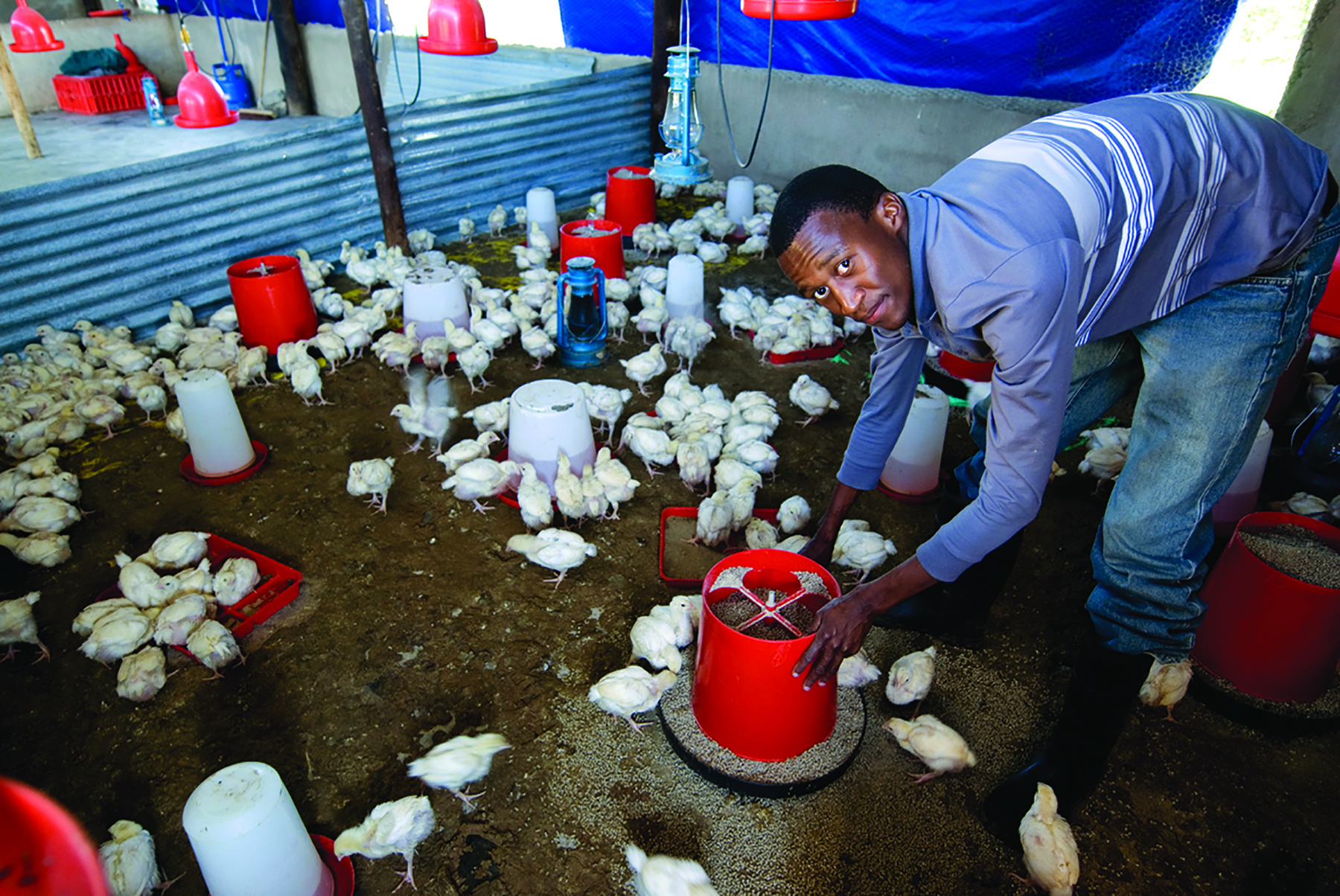 poultry imports