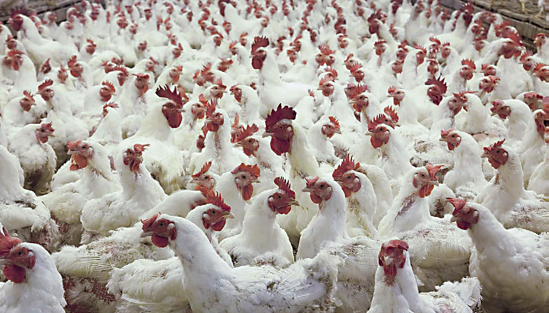 poultry farmers
