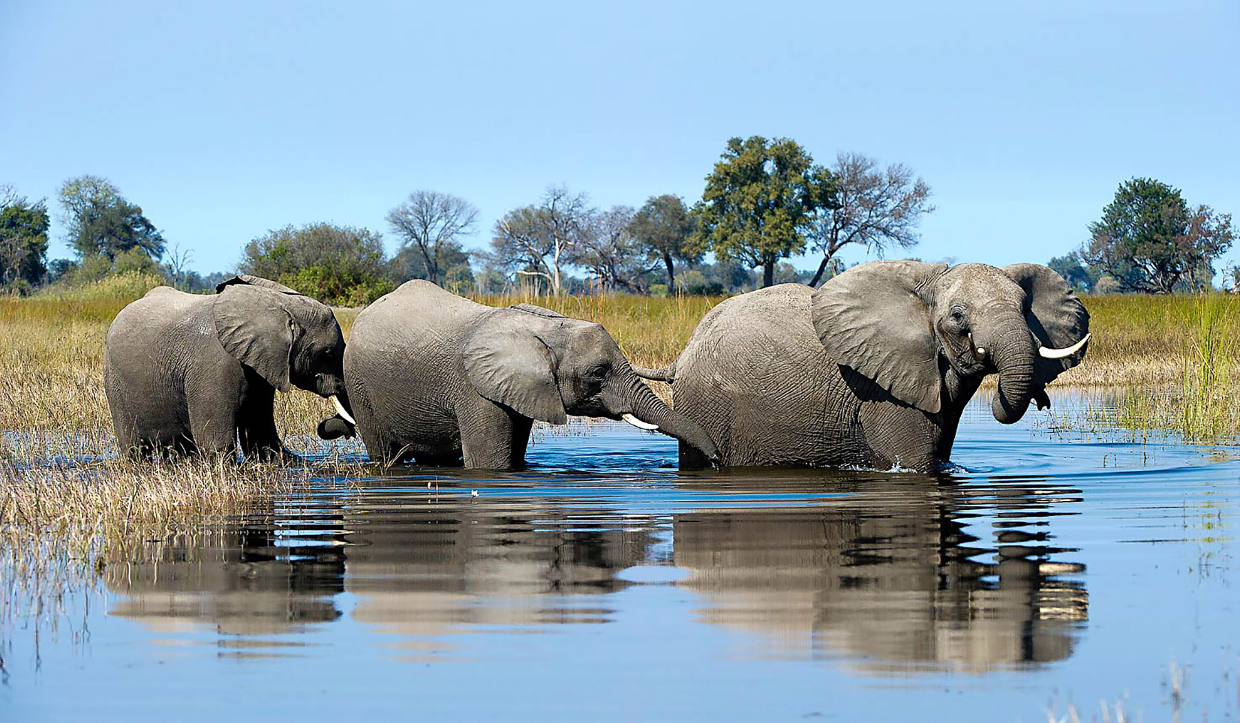 Okavango Delta