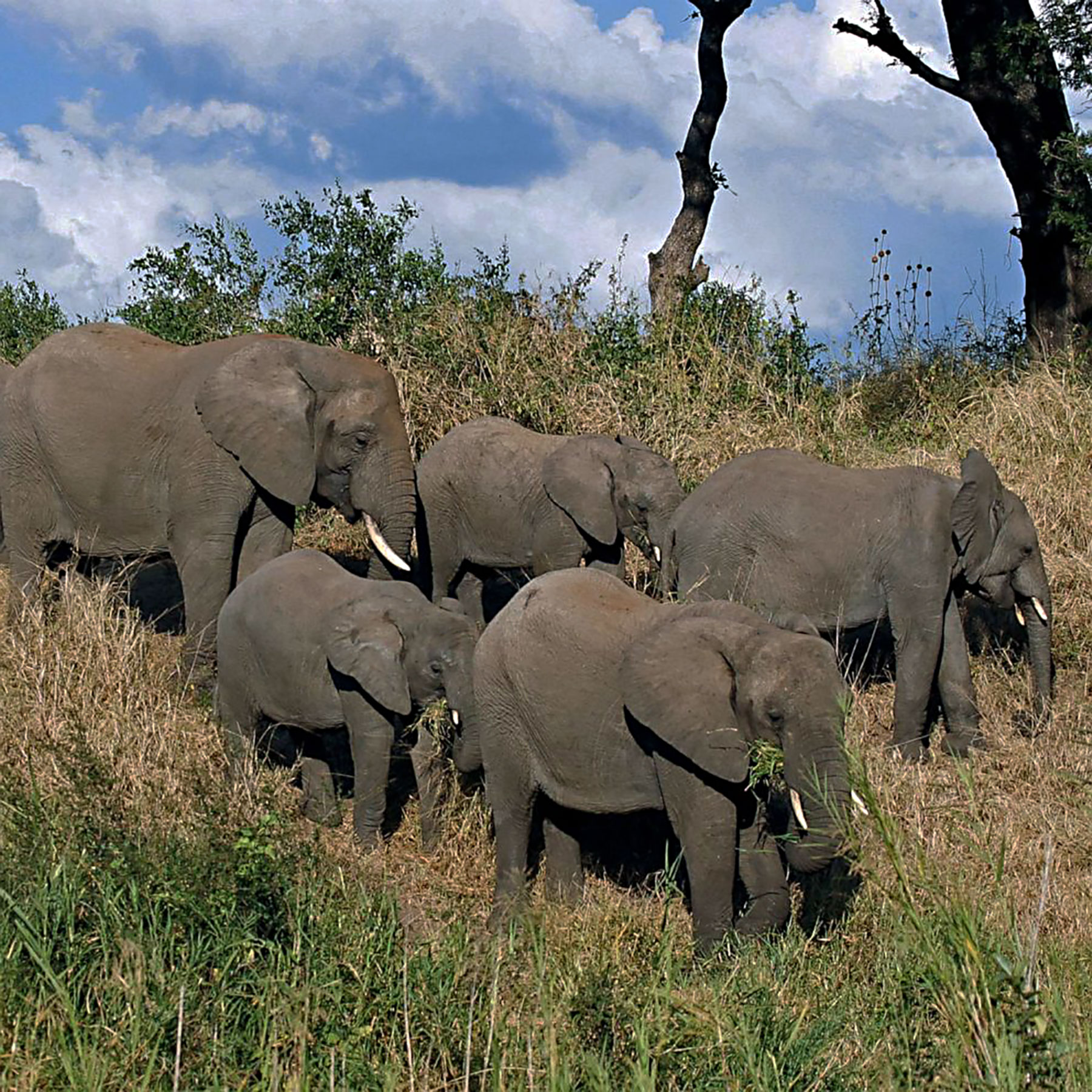 elephant hard