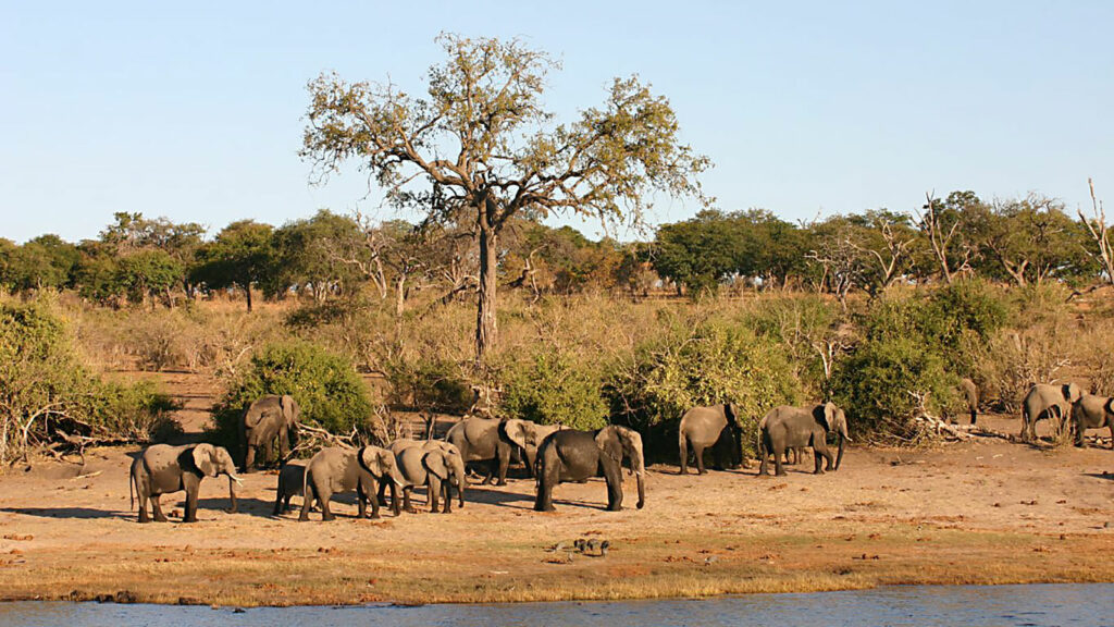 Armed wildlife gangs run wild in Chobe national Park | Sunday Standard