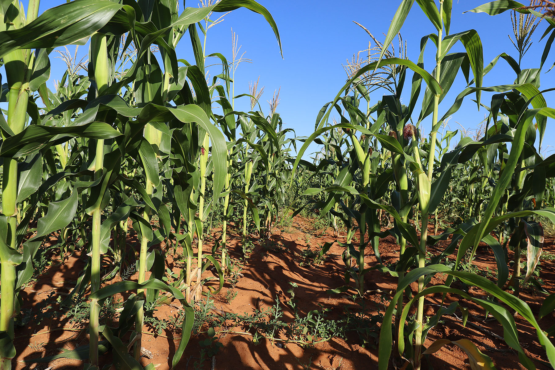 Maize