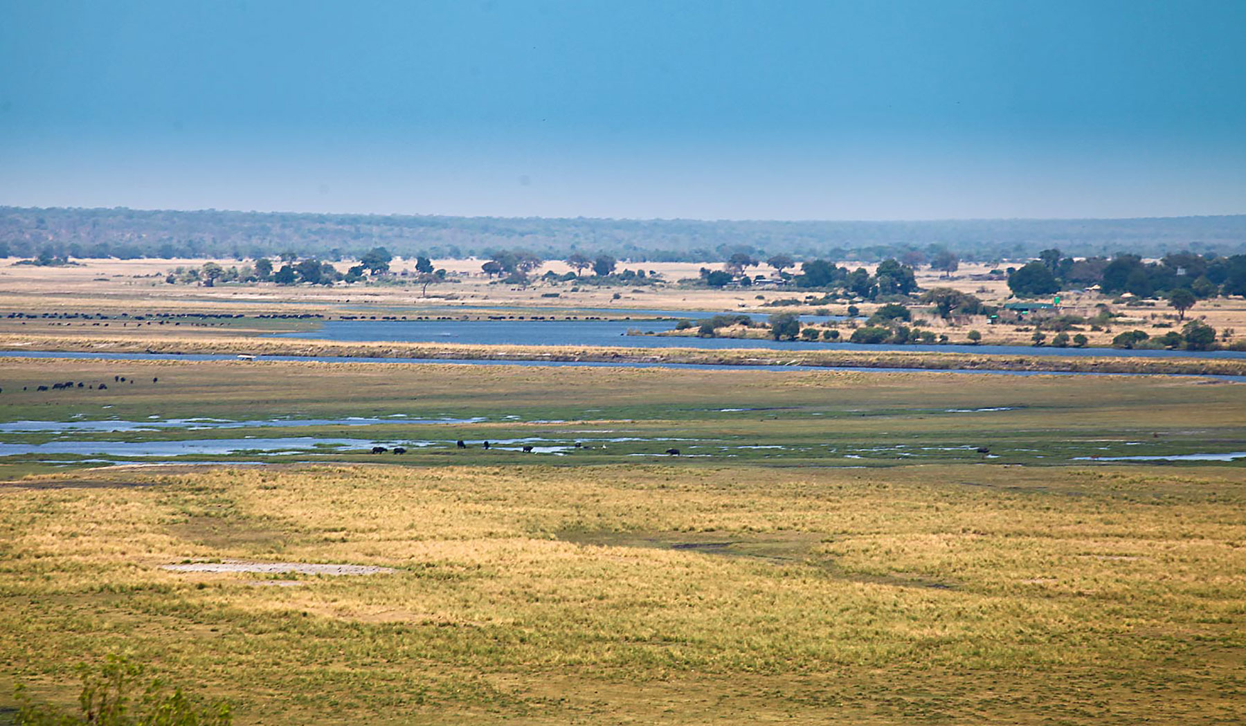 chobe river