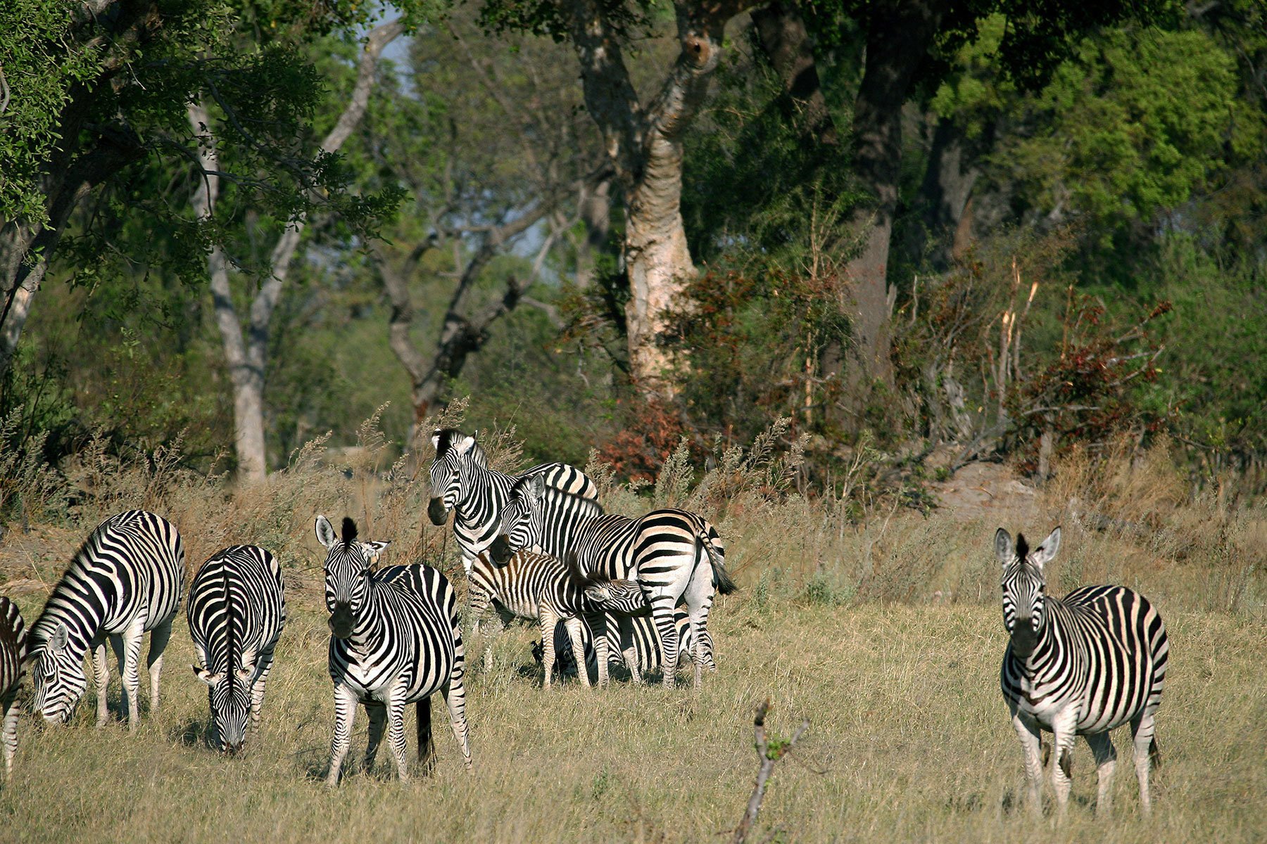wildlife