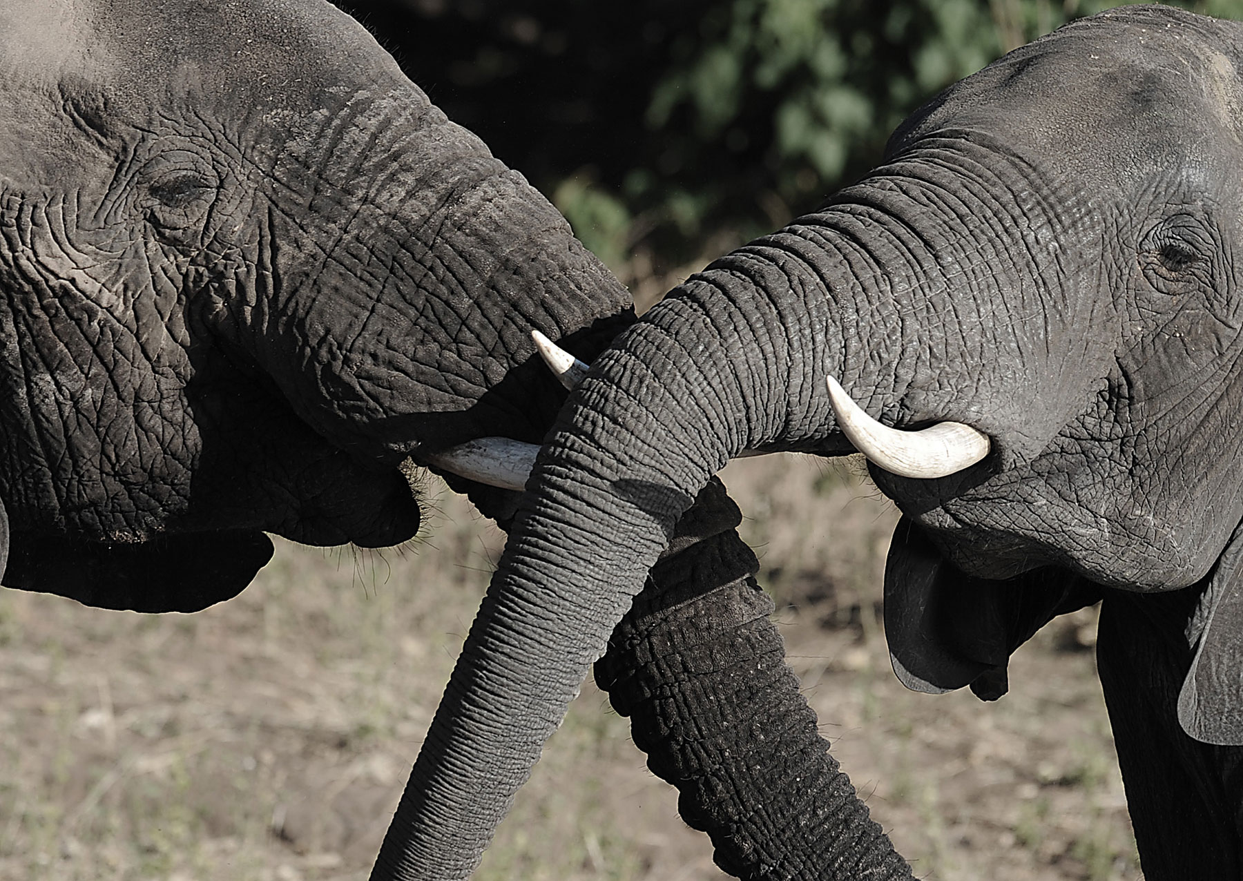 ivory restrictions