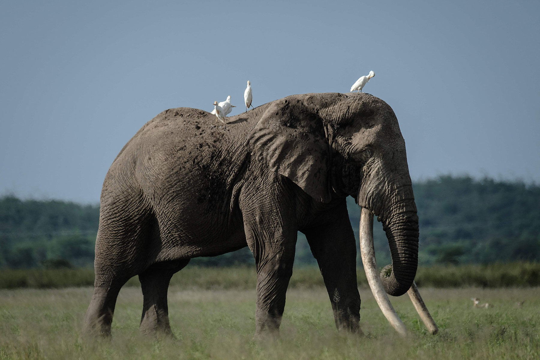 Elephant