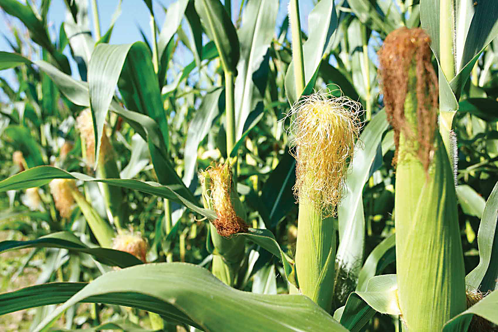 Maize plantation