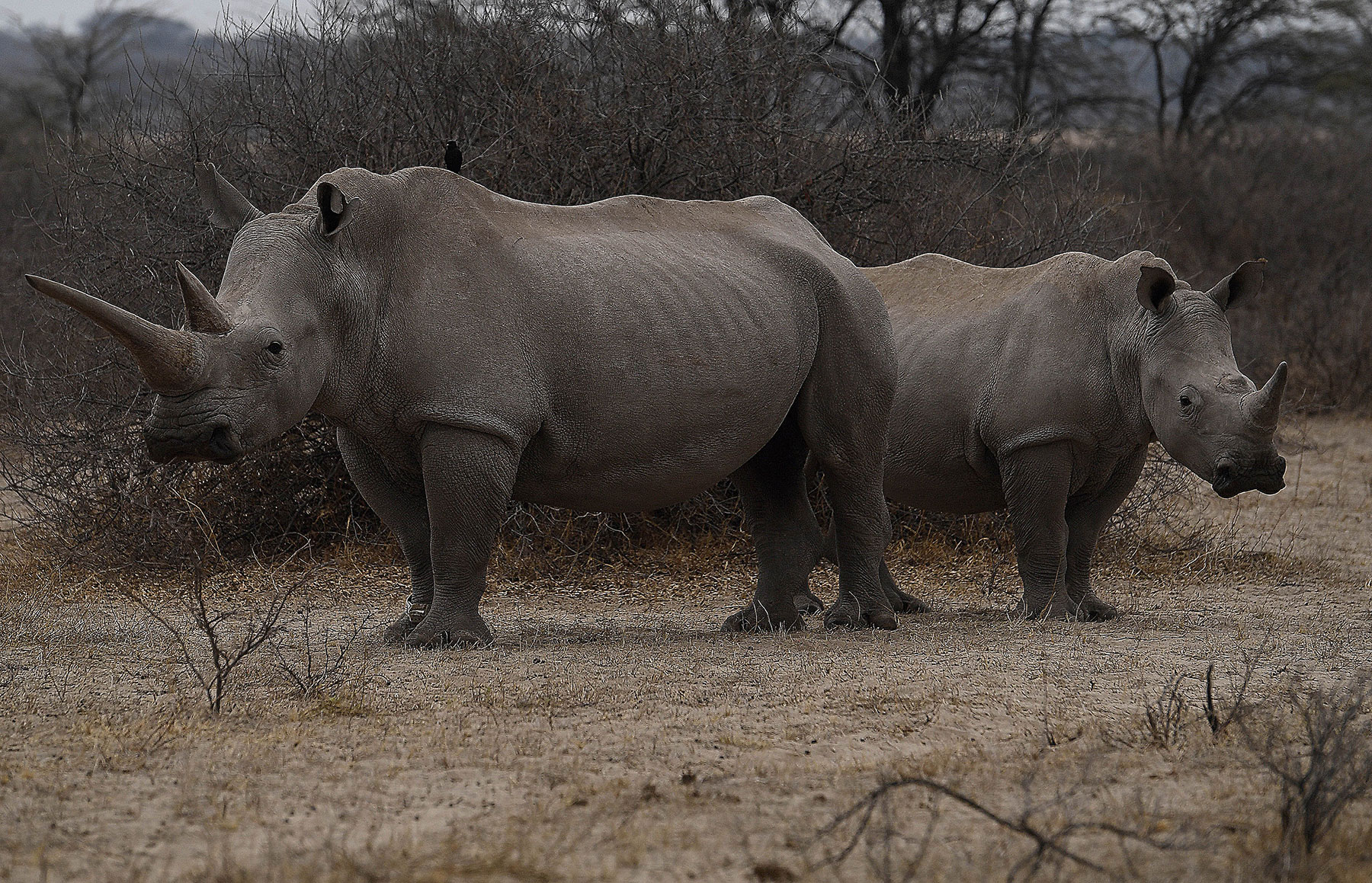Rhino