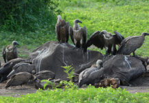 Vultures: Botswana’s US$250m-a-year ‘clean-up crew’