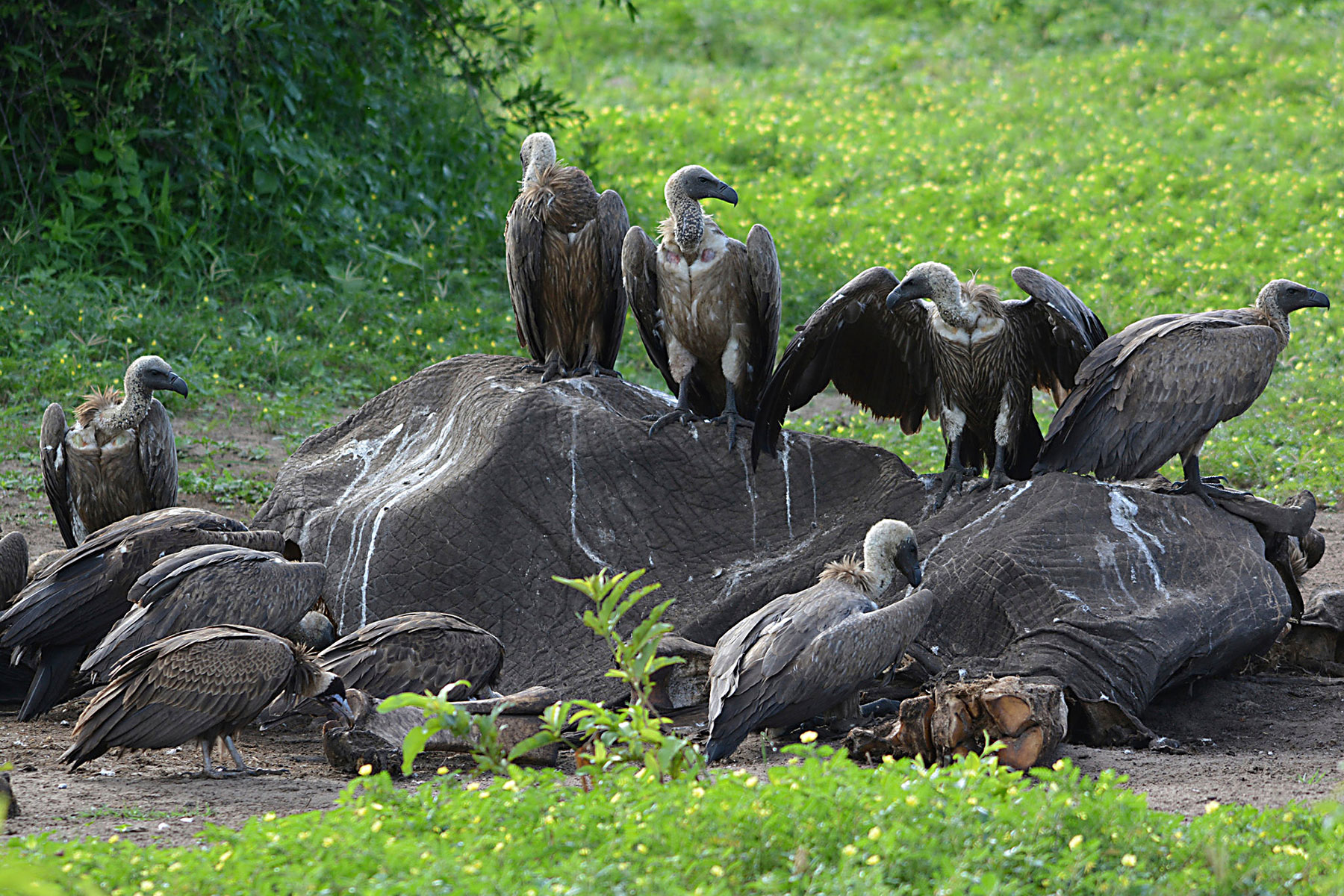 Vultures: Botswana’s US$250m-a-year ‘clean-up crew’