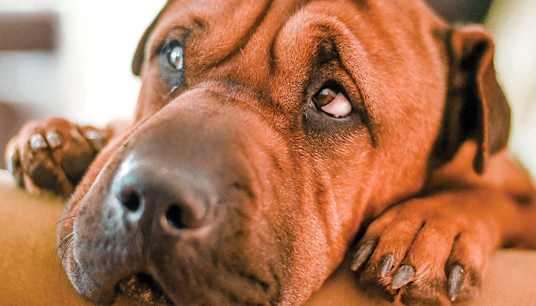 Botswana dog diagnosed with Covid-19 | Sunday Standard - Vimarsana News