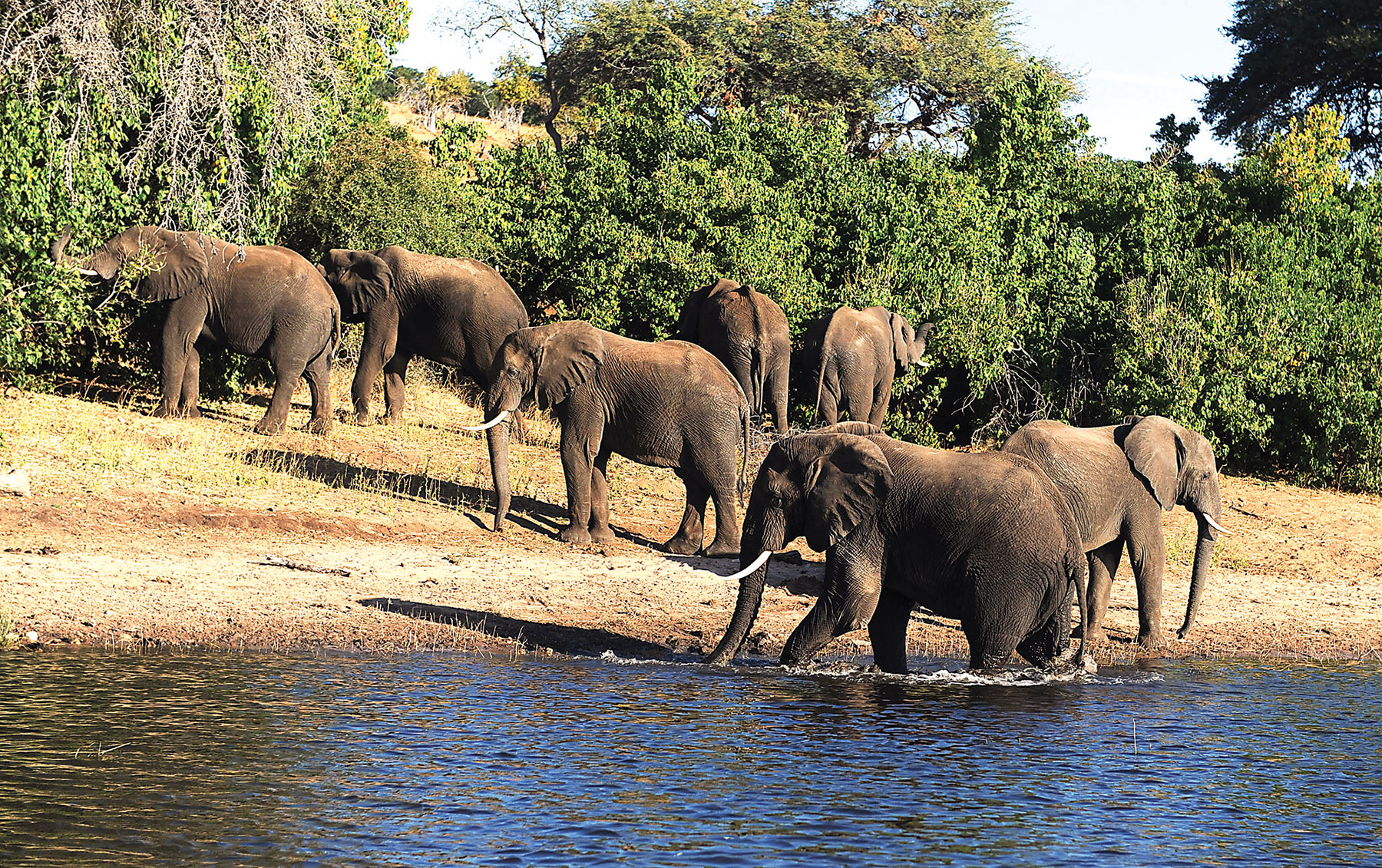 Botswana denies external influence in Elephant census ahead of CITES Conference - Vimarsana News