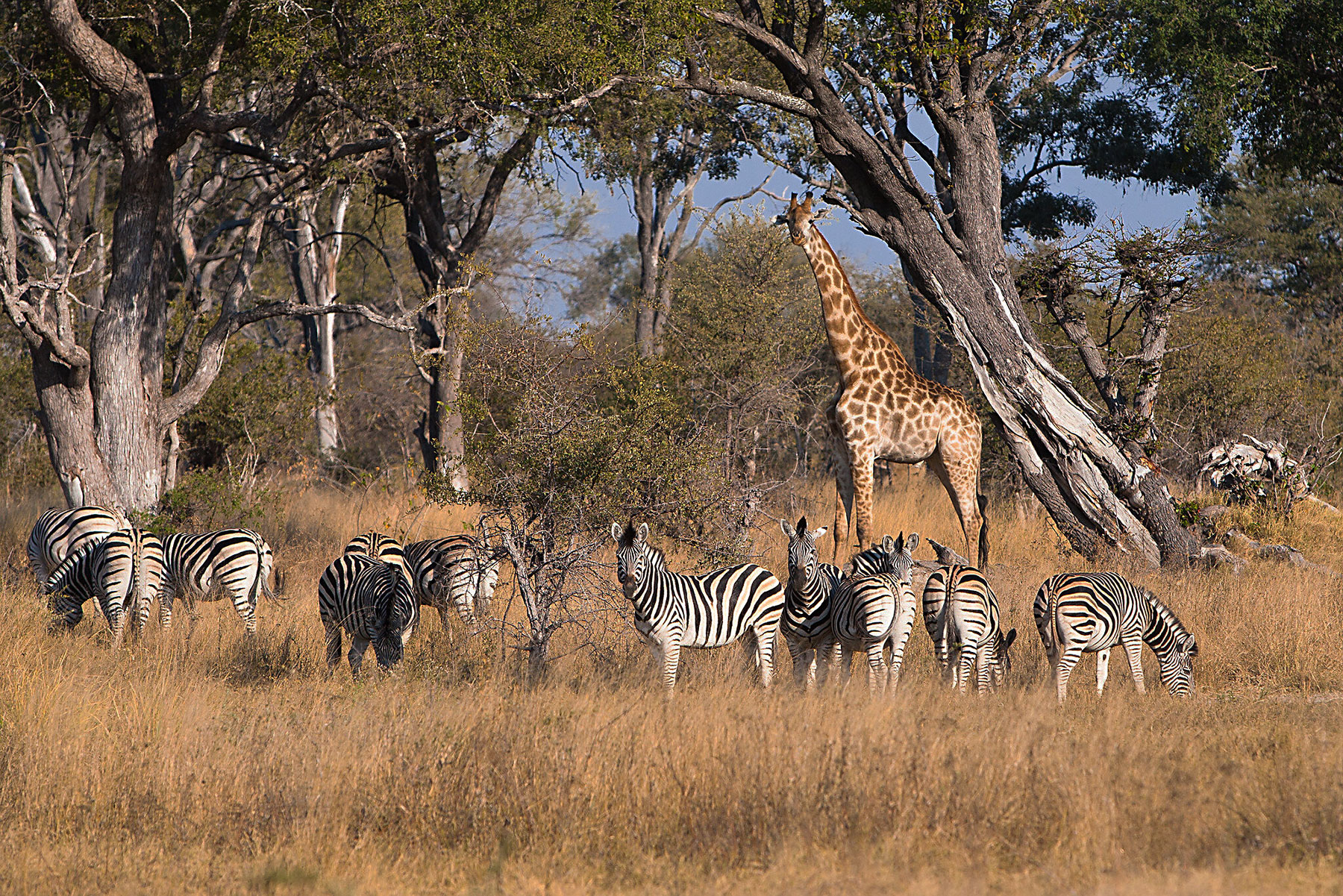 Game ranching activities halted over Foot and Mouth outbreak - Vimarsana News