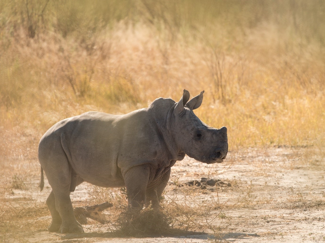 Botswana briefs CITES CoP-19 on its intensified anti-rhino poaching efforts - Vimarsana News