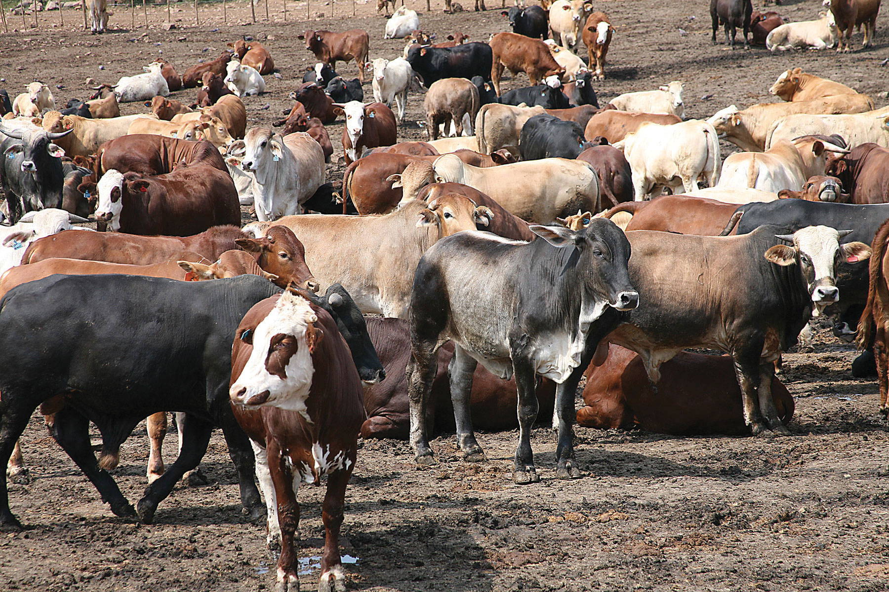 cattle farming