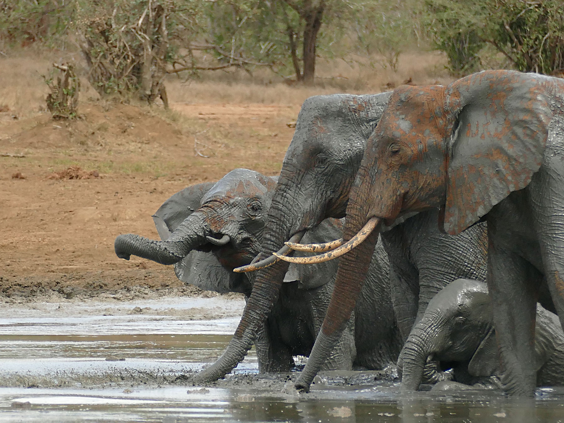 Is Botswana sending 8000 elephants for slaughter? - Vimarsana News