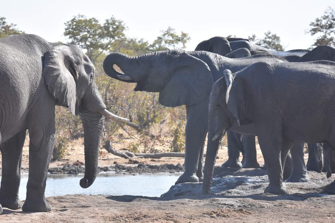 Botswana sits on information about mysterious elephant deaths - Vimarsana News