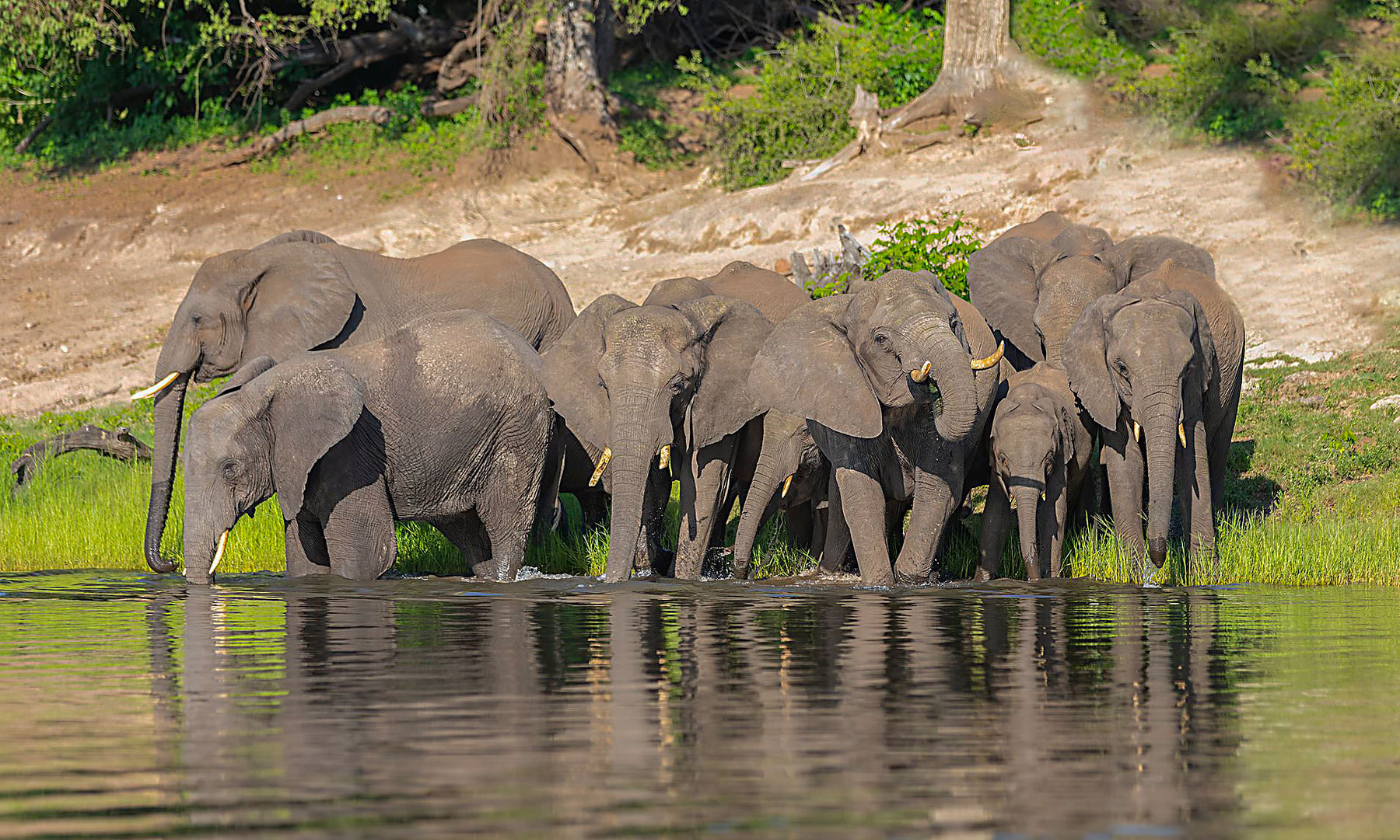 elephants