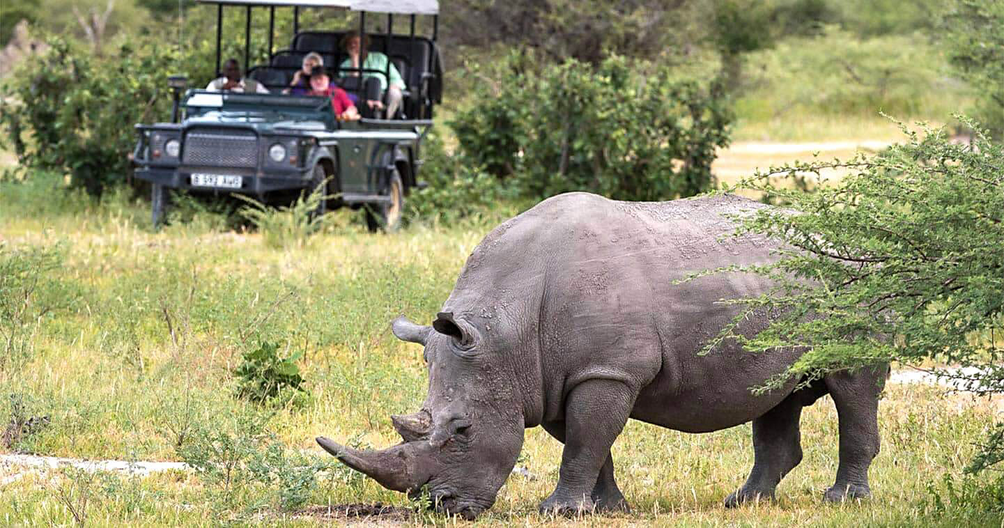 rhinos