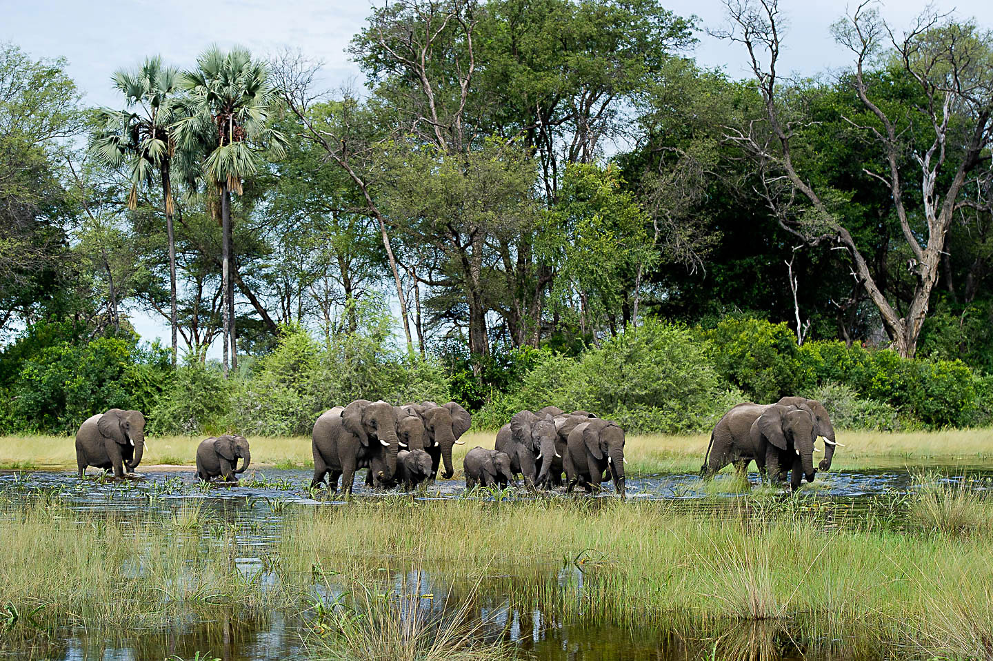 Elephants