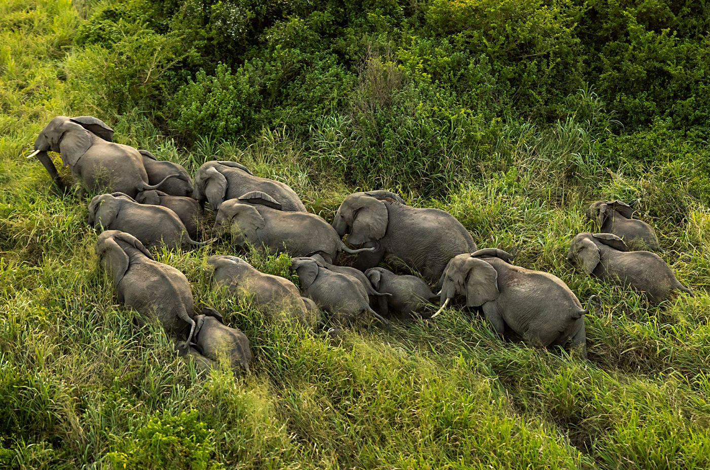 Botswana warned of large-scale Jumbo invasion - Vimarsana News